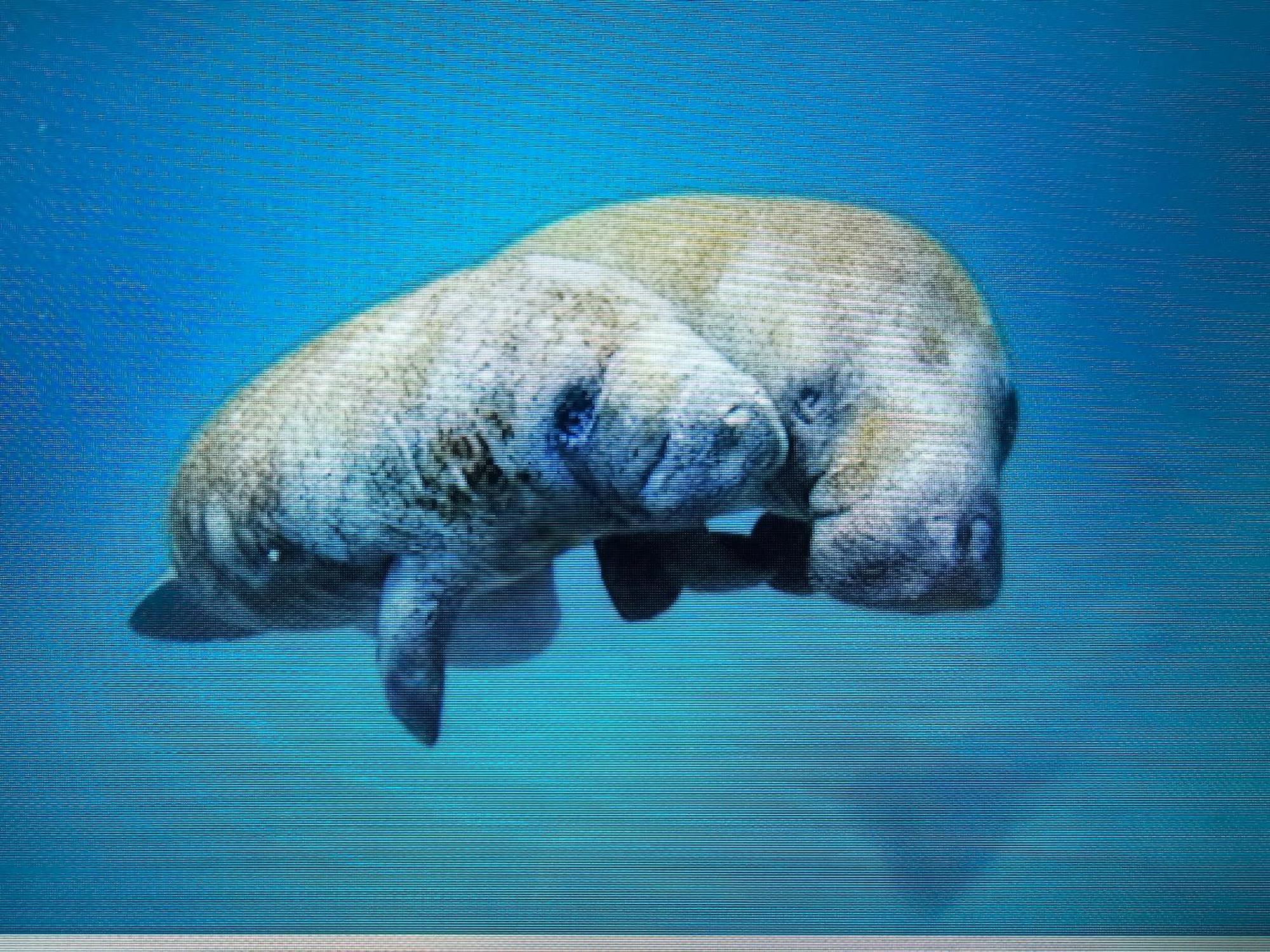 Manatee Watch Den Crystal River Exterior foto